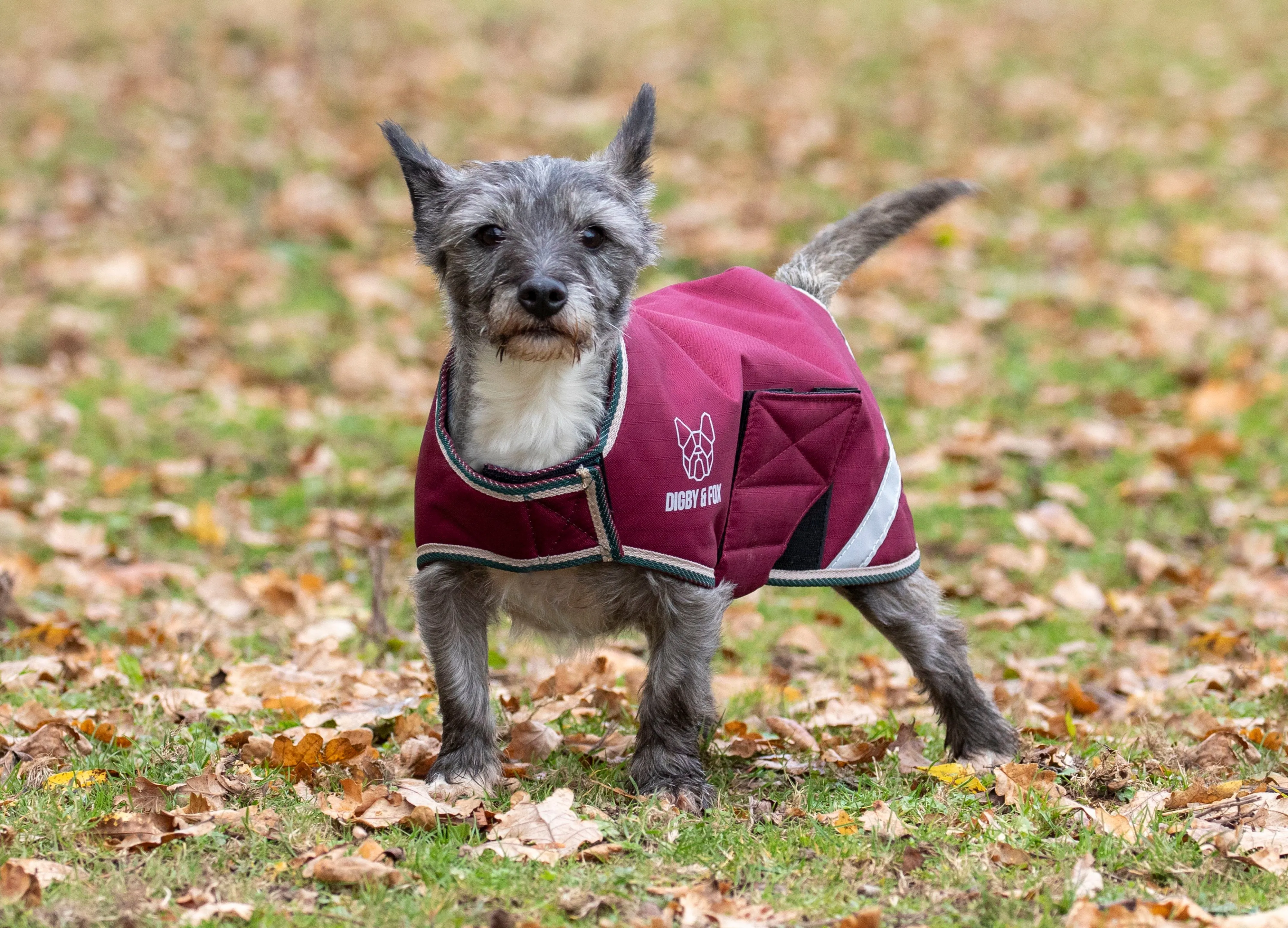 Digby & Fox Waterproof Dog Coat