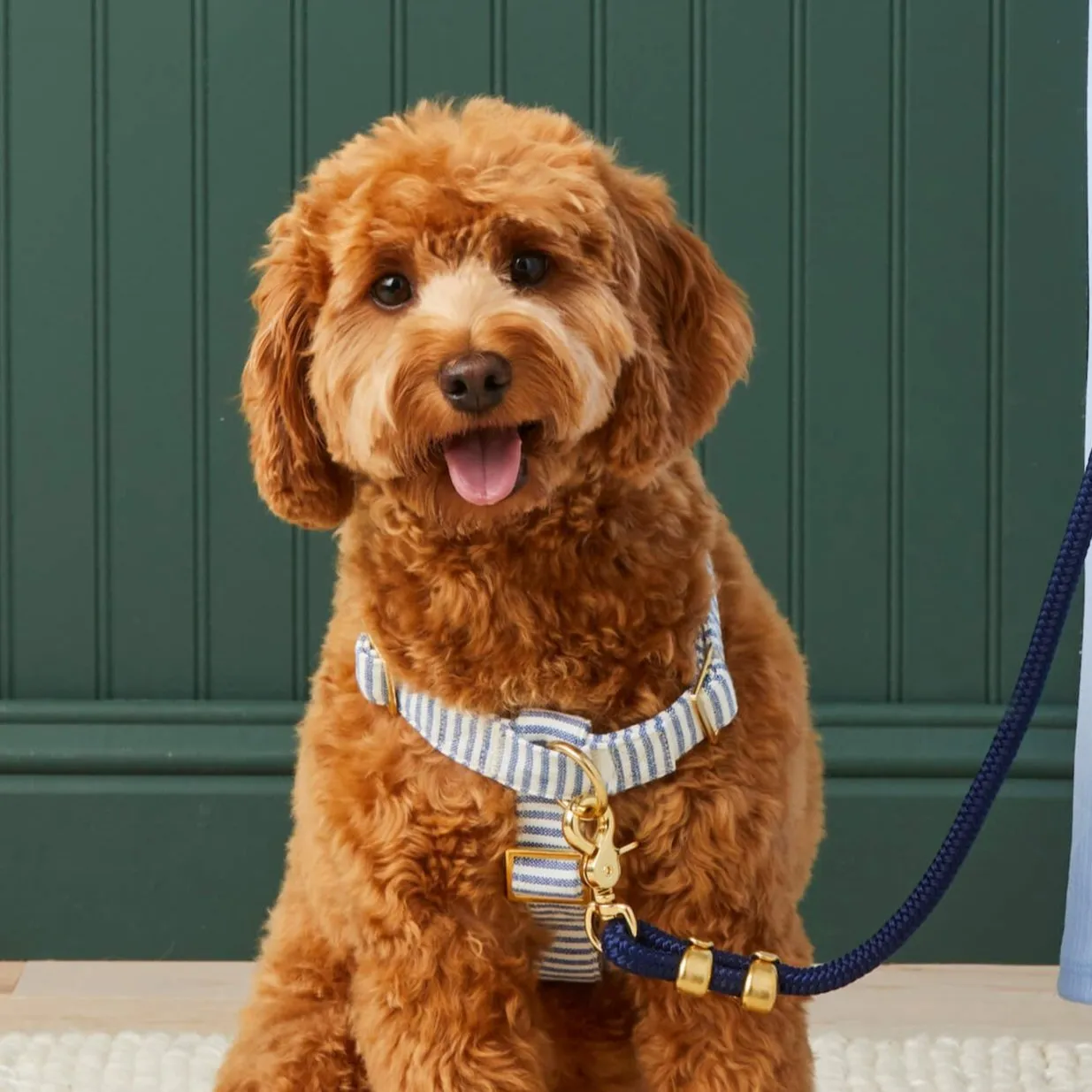 Lake Blue Stripe Dog Harness